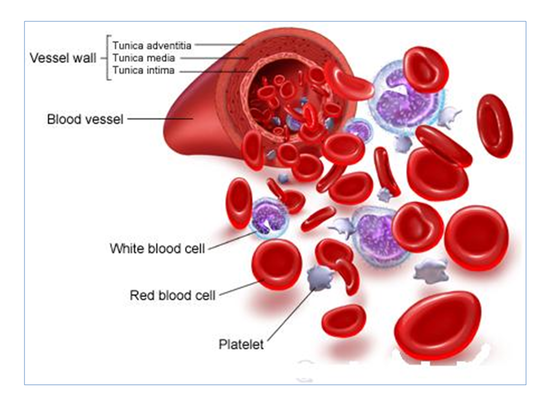조혈모세포,_적혈구,_백혈구,_혈소판