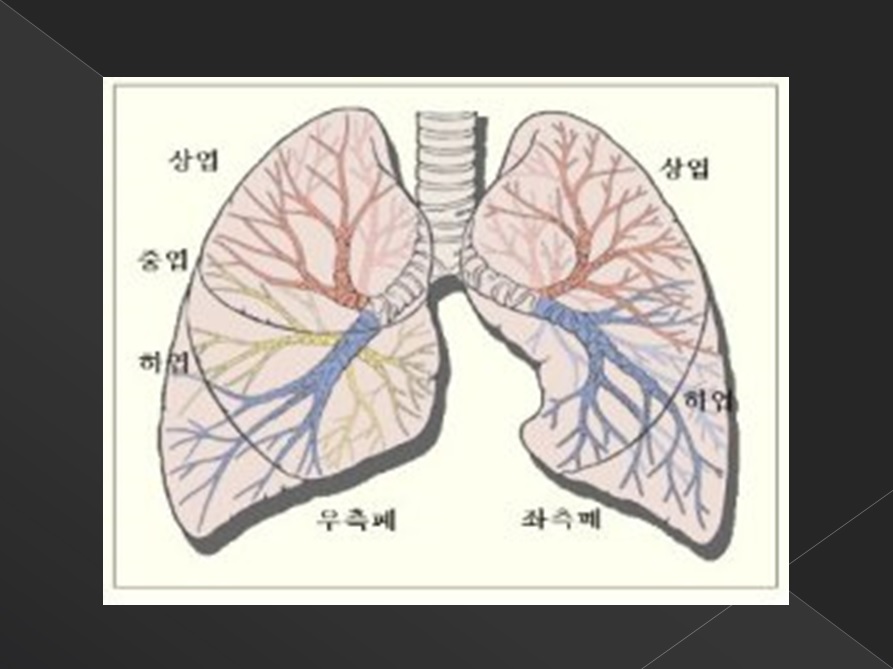 폐의 해부학적 구조와 폐암 2