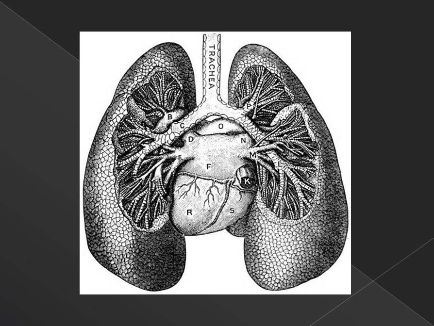 폐의 해부학적 구조와 폐암 6